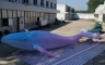 inflatable whale , inflatabl...